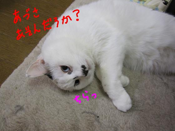 敦聡あそんだろか？