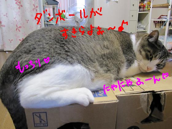 ダンボールがすき