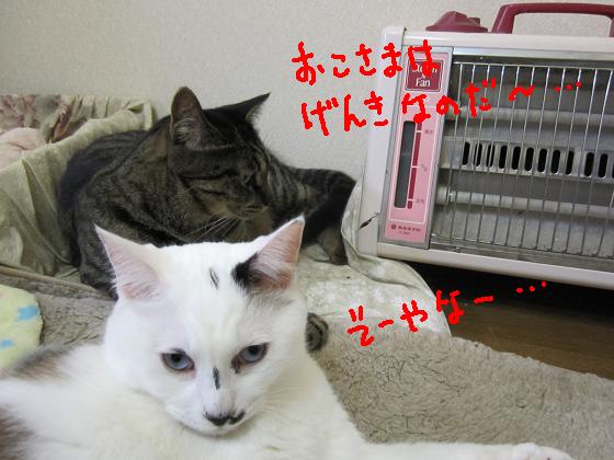 お子様は・・・