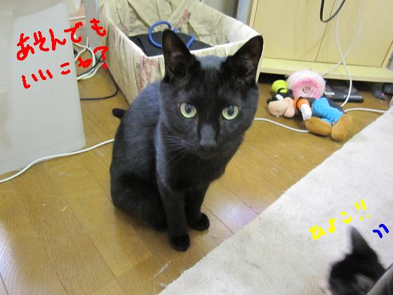 あそんでもいいにゃ？