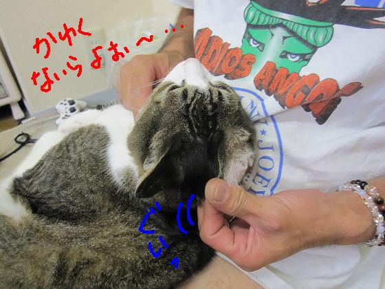 かゆくないらよぉ～