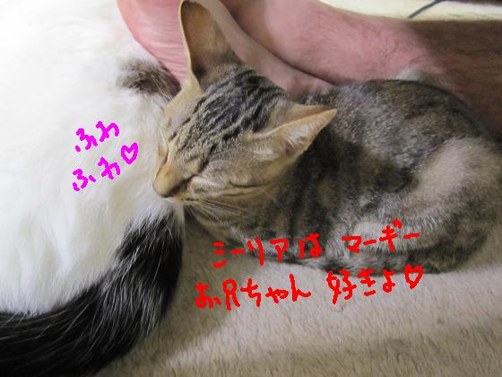 シーリアは好き