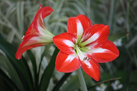 アマリリスの花　種類：ハッピーメモリー