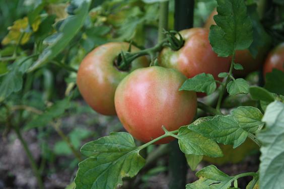 色づいたトマト　収穫はもうすぐ