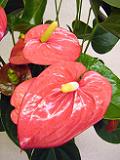 DSCF9611.JPG