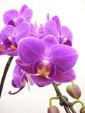 DSCF8681.JPG
