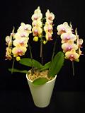 DSCF4059.JPG