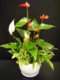 DSCF4037.JPG