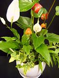 DSCF4039+.JPG