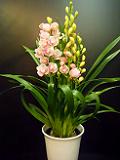 DSCF7667.JPG