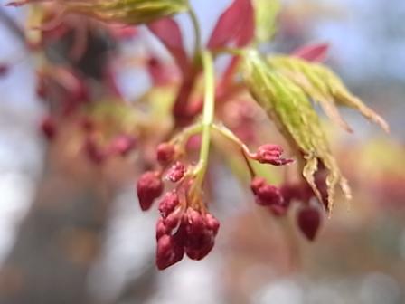 もみじの花