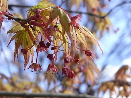 もみじの花