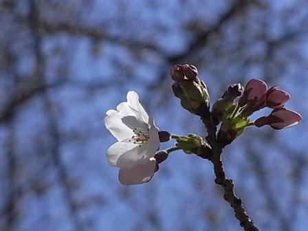 桜