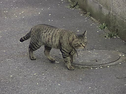 今日のであったさん