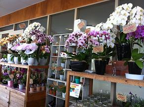 花屋