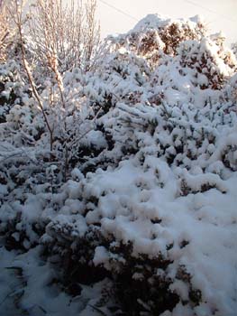 2005年12月の雪5枚目