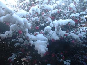 山茶花と雪