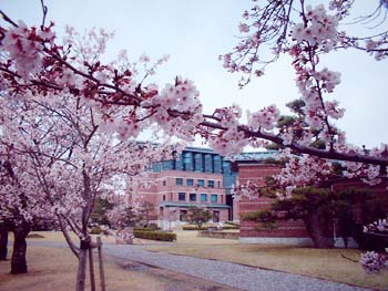 鏡野公園の桜2