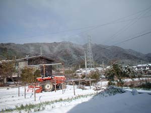 南国の雪の風景