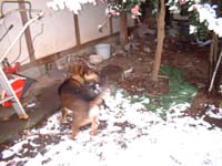 雪とチョコ犬
