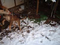 雪とチョコ犬2枚目