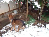 雪とチョコ犬三枚目