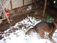 雪とチョコ犬4枚目