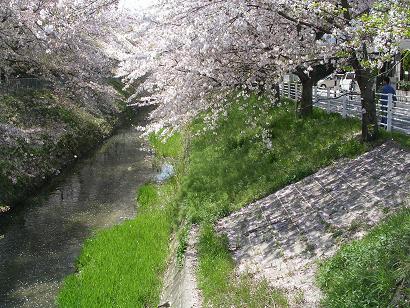 sakura2009-2