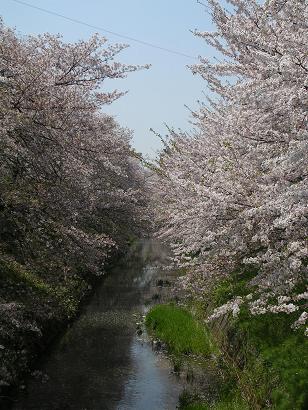 sakura2009-3