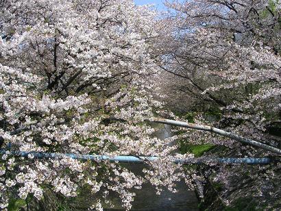 sakura2009-4