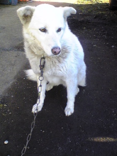 叔母の家のワンコ・ハッピー（メス・たぶん５歳くらい）