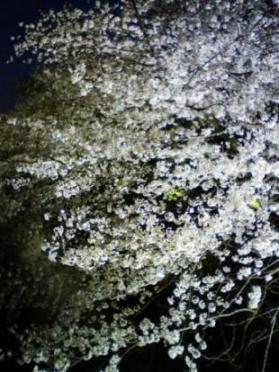 夜桜その１