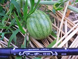 大玉カスイカ