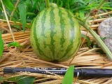 大玉スイカ１号