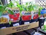 トマト苗