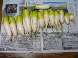 大根