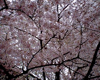 桜８.JPG
