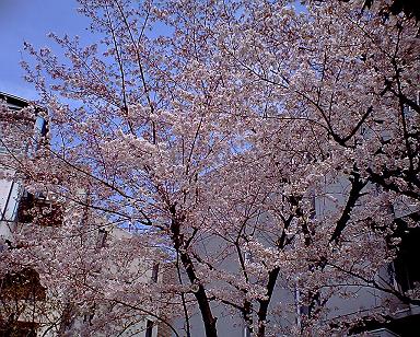 桜２.JPG