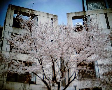桜４.JPG