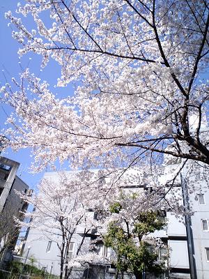 桜.JPG