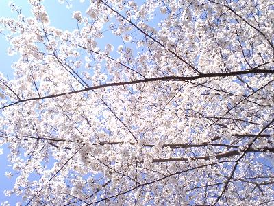 桜2.JPG