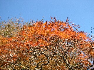 庭園３