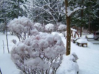 今年一番の大雪に庭先も銀世界