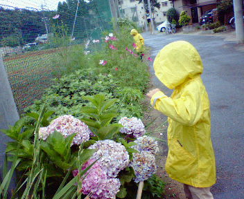 雨上がり探検隊