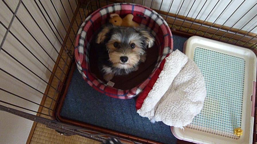 散歩止めませんかぁ?