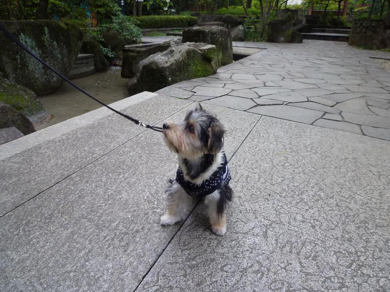 ボクお散歩は嫌なんだけどぉ～