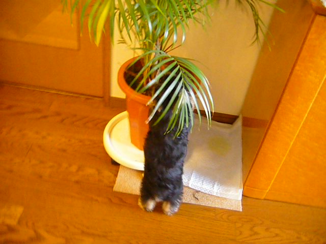 観葉植物あさり