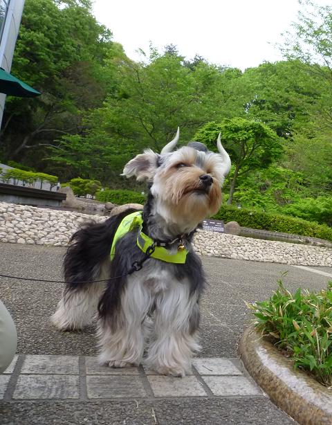 燃える闘牛アストロ