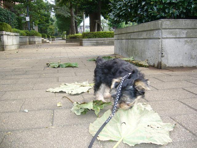 お散歩フンフン♪