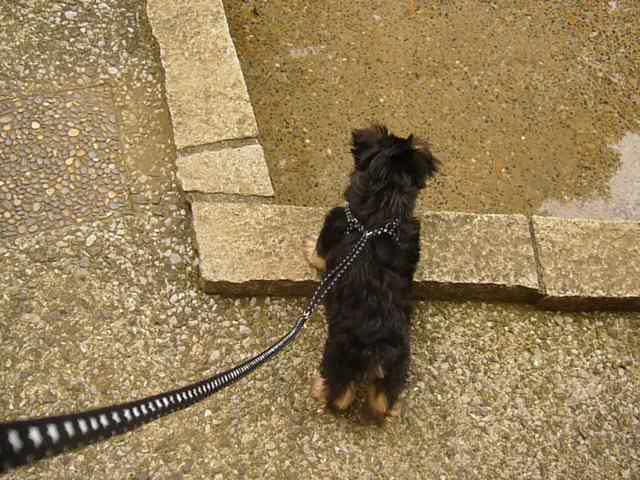 お散歩びっくり！